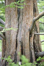 《盗贼之海》已是美服PSN预购最多的游戏